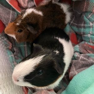 Meet your Posher, Wendy